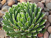 Agave Victoriae-Reginae